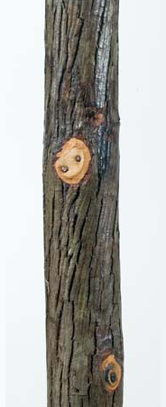 natural bark finish